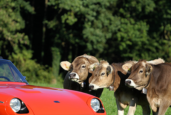 Jensen-Healey (1974) - Der englische Sportwagen weckt grosses Interesse bei den Kühen