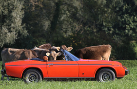 Jensen-Healey (1974) - auch Kühe interessieren sich für das schnörkellos gezeichnete Cabrio