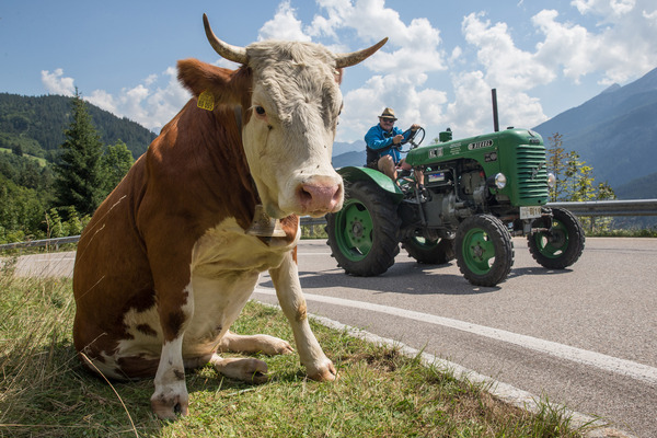 Kuh und Traktor, fast ein Stillbild - Saalbach Classic 2015