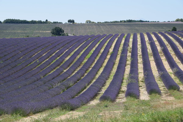 Bild Lavendelfelder - Eindrücke von der Lavendeltour