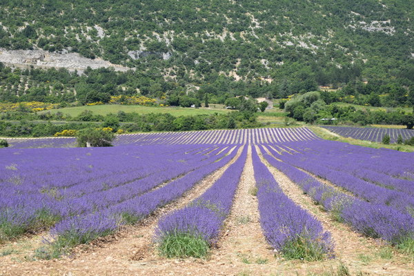 Lavendelfelder - Eindrücke von der Lavendeltour