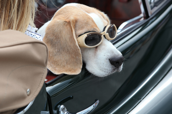 Man muss sich einfach richtig anziehen, auch als Hund - British Car Meeting Mollis 2017