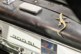 Mercedes-Benz 300 SL (1955) – Techno Classica 2024