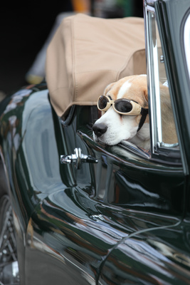 Mit Schutzbrille reist es sich auch als Hund viel besser - British Car Meeting Mollis 2017