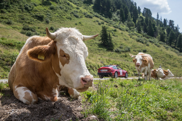 Nicht einmal den schönen Alfa Romeo Junior Zagato wollen sich diese Rindviecher genauer anschauen - Ennstal-Classic 2017