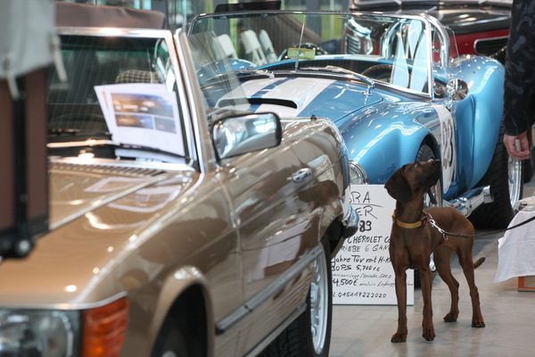 Nöö, Hundchen will weder den R107 noch die Cobra - Retro Classics Stuttgart 2020