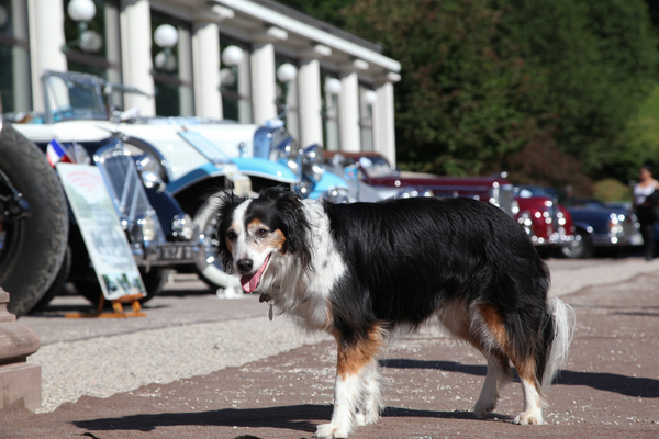 Image: Only the dog seems to be unaffected by all the splendor - at the 40th Oldtimer Meeting Baden-Baden 2016