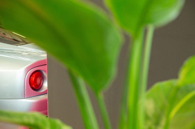 O Gummibaum, du kannst mir sehr gefallen.