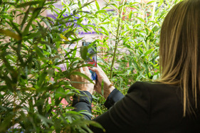 O Tannenbaum, wie grün sind deine Blätter …