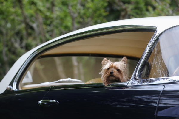 Bild Ob dieser Wachhund reicht, um den Dieb davon abzuschrecken, den Lancia Florida zu stehlen? - Concorso d'Eleganza Villa d'Este 2023