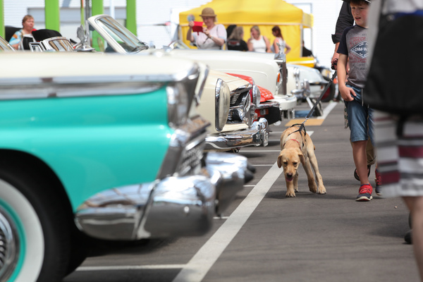 Ob sich der Hund wohl für die Autos interessiert? - 3. Youngtimer- und Classictreffen Pratteln am 15. Juli 2018