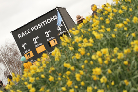 Osterglocken überall - Goodwood Members Meeting 2016