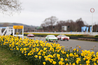 Osterglocken und im Hintergrund die Gerry Marshall Trophy - Goodwood Members Meeting 2016