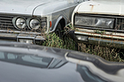 Park- oder Schrottplatz Kirchberg 2024 - Fiat 130 Coupé und Berlina
