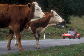 Peter Müller im Porsche 904 lässt sich von den Vierbeinern in keiner Weise aus der Ruhe bringen Peter Müller im Porsche 904 lässt sich von den Vierbeinern in keiner Weise aus der Ruhe bringen