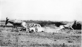 Peugeot 204 (1967) - im Rallye-Einsatz - Nairobi 1967, East African Safari