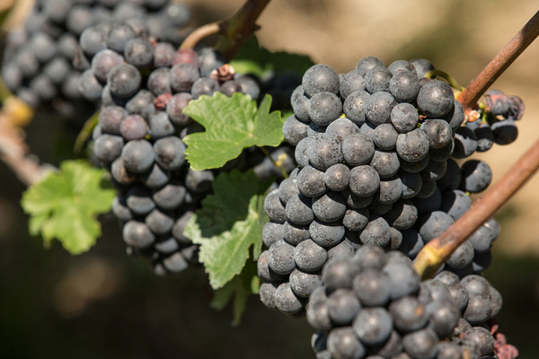 ... Pinot Noir, und schon folgt die schnelle Rechts.