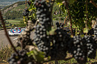 Porsche 908 (1971) - 8. Historisches Bergrennen Ollon-Villars 2022