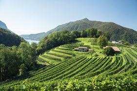 Reisevorschläge im Tessin - Vigneti Val Mara