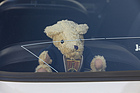 Bild: Rover 2000 TC (1967) - der passende Teddy auf der Hutablage