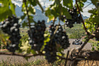 Shadow DN1 (1973) - 8. Historisches Bergrennen Ollon-Villars 2022