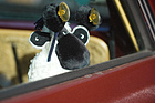 Shaun the Sheep war auch da - Oldtimermesse St. Gallen 2019