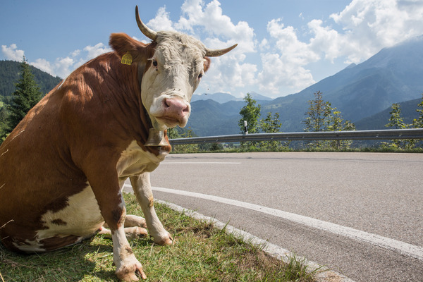 So genug "Posing" für heute …. - Saalbach Classic 2015