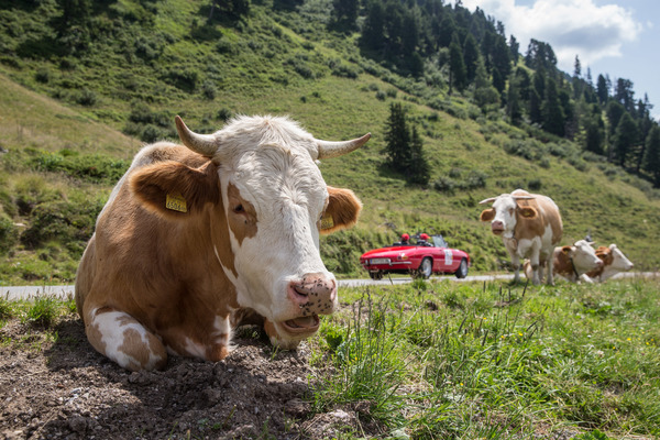 So richtig interessiert sind diese Zuschauer aber nicht - Ennstal-Classic 2017