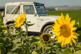 Suzuki LJ 80 (1981) - ob die Bienen den Suzuku auch mögen?