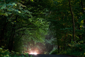 Toyota Corolla WRC (1999) in der Gruppe der Markenmeister des Rallyesports ab 1968