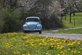 VW 1300 (1967) - die grossen Räder und die gute Bodenfreiheit, sowie die Traktionsvorteile erlaubten die problemlose Fahrt auch auf schlechten Strassen und bei winterlichen Verhältnissen