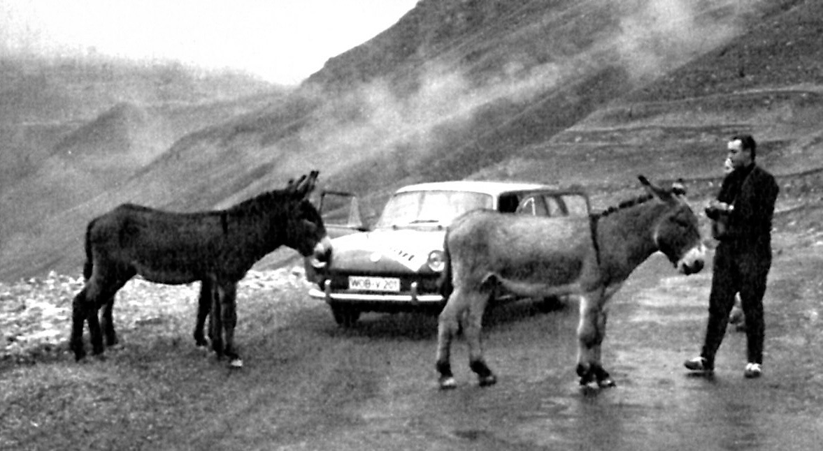 VW 1500 Variant (1962) - mit etwas Brot lassen sich die Tiere von der Strasse locken - weiter geht die Fahrt