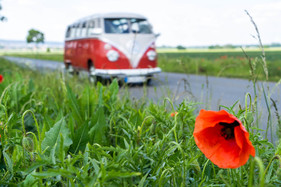 VW Transporter T1 (1960) - Blümchen in passendem Rot