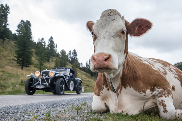 Vorkriegs-Sportwagen trifft auf Kuh - Saalbach Classic 2015