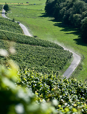 WRC Classic Rallye Deutschland 2010: Sicht aus den Rebhängen