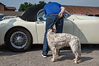 Image: While the master can admire the interiors, the poor dog only has to look at door leaves all day - OSMT train