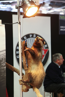 Was hat dieser Dachs auf dem Amilcar-Stand zu suchen? - Rétromobile Paris 2018