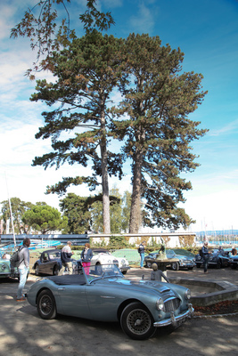 Was ist jetzt da prächtiger, der Baum oder der schöne Austin-Healey 3000? - Swiss Classic British Car Meeting Morges 2017