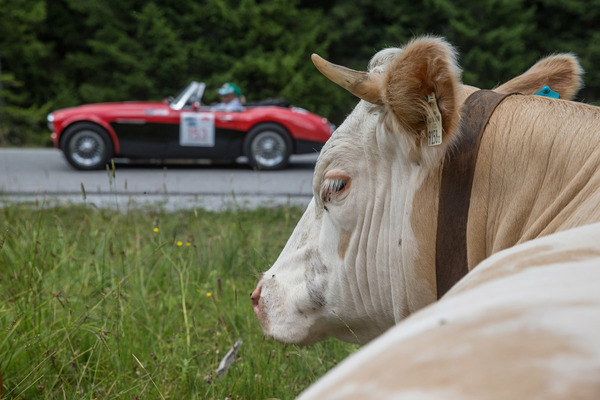 Bild: Was wohl die Kuh zum Austin Healey meint?