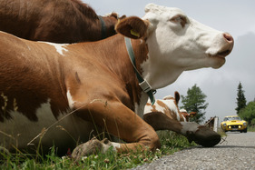 Wiederkauende Kühe am Strassenrand beobachten das herangaloppierende Pferd in Form eines 250 SWB