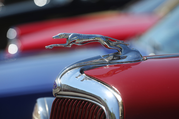 Windhund als Kühlerfigur auf einem Ford V8 - Older Classics August 2024