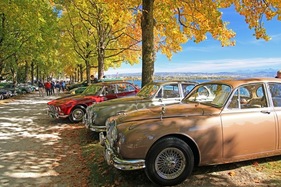 Zahlreiche englische Wildkatzen versammelt Zahlreiche englische Wildkatzen versammelt