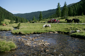Zwischen Kühen und Pferden den Bach entlang!