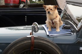 auf den Hund gekommen - gesehen am British Car Meeting in Morges im Jahr 2007 auf den Hund gekommen - gesehen am British Car Meeting in Morges im Jahr 2007