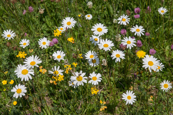 d_reinhard_Saalbach-Klassik_17_0052 - Saalbach Classic 2017