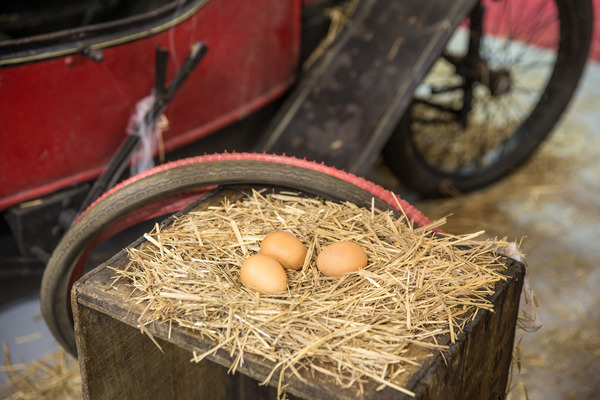 … und schon werden von seinen Hühnern die täglich frischen Eier ins Nest gelegt.