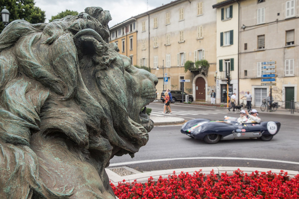 … während der König völlig entspannt den Überblick geniesst.