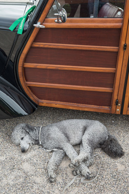 … während er gut getarnt, so ziemlich alles verpennt.