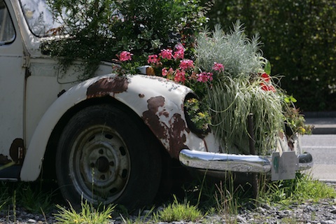 Bekämpfung des Käfers - gesehen in Wollerau