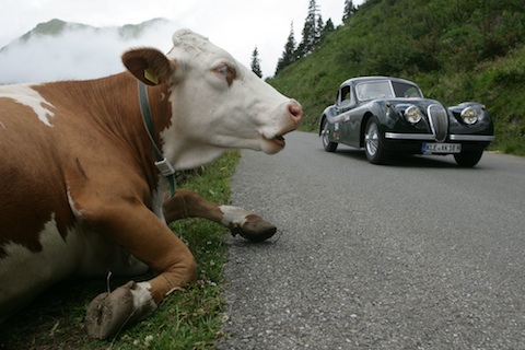 Jaguar XK 150 Coupé wird von Kuh irritiert